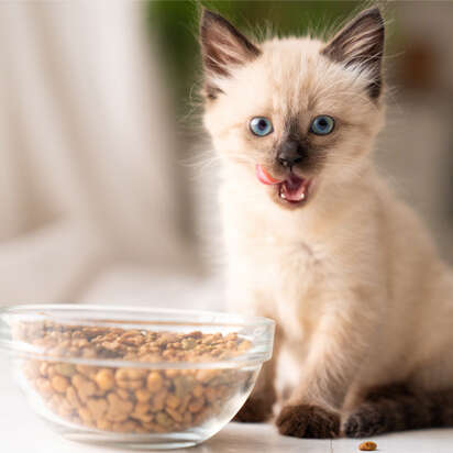 themenwelt bubblenavi gesunde ernaehrung fuer dein katzenbaby foerdern 412x412